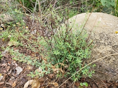 Phyllanthus polygonoides