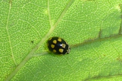 Propylea quatuordecimpunctata