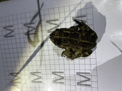 Sclerophrys pantherina