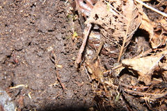 Amblyopone australis