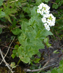 Cardamine cordifolia