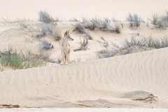 Lupulella mesomelas mesomelas