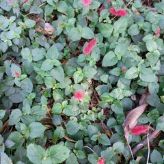 Acalypha pendula