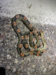 Rhinocheilus lecontei