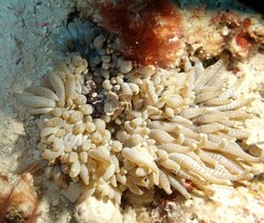Heteractis crispa