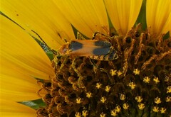 Chauliognathus basalis