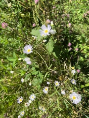 Boltonia asteroides