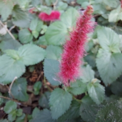 Acalypha pendula
