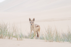 Lupulella mesomelas mesomelas