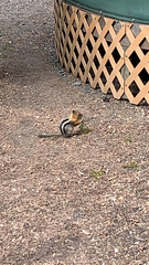 Callospermophilus lateralis