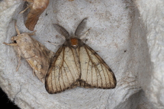 Lymantriinae