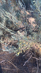 Artemisia tridentata