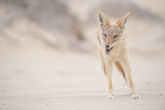 Lupulella mesomelas mesomelas