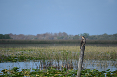 Rostrhamus sociabilis