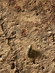 Chionodes mediofuscella