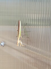 Mantidae