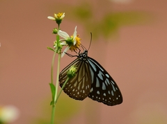 Ideopsis vulgaris