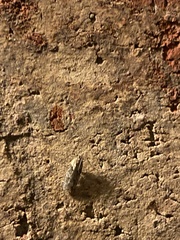 Chionodes mediofuscella