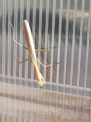 Mantidae