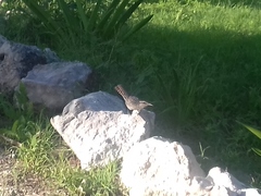 Campylorhynchus yucatanicus