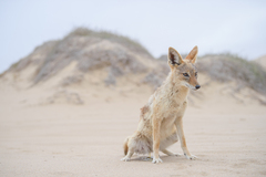 Lupulella mesomelas mesomelas