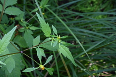 Bidens connata