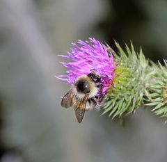 Bombus sylvarum