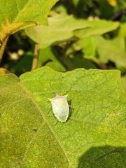 Arvelius albopunctatus