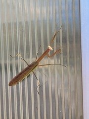 Mantidae