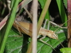 Oecanthus pellucens