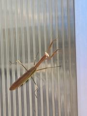 Mantidae
