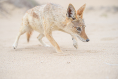 Lupulella mesomelas mesomelas