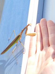 Mantidae