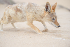 Lupulella mesomelas mesomelas