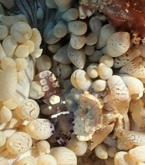 Ancylocaris brevicarpalis