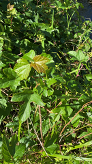 Ampelopsis glandulosa