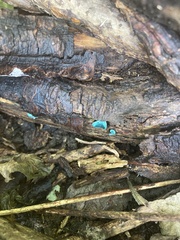 Chlorociboria aeruginascens
