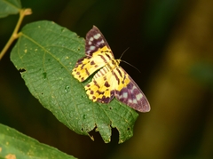 Dysphania subrepleta
