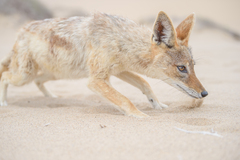 Lupulella mesomelas mesomelas