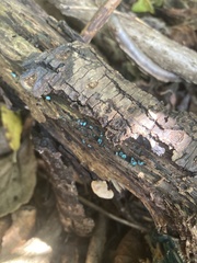 Chlorociboria aeruginascens