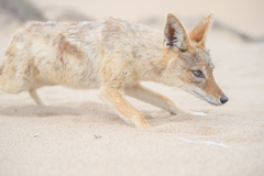 Lupulella mesomelas mesomelas