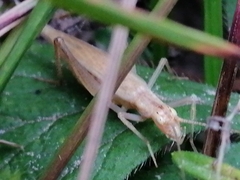 Oecanthus pellucens