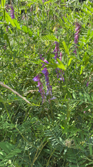 Vicia villosa