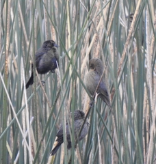 Chrysomus ruficapillus