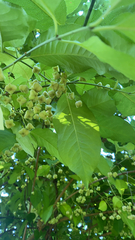 Euonymus