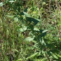 Oenothera filiformis