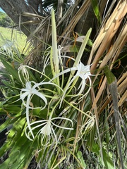Hymenocallis