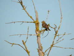 Emberiza hortulana