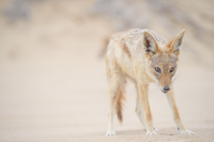 Lupulella mesomelas mesomelas