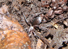 Hypodrassodes maoricus